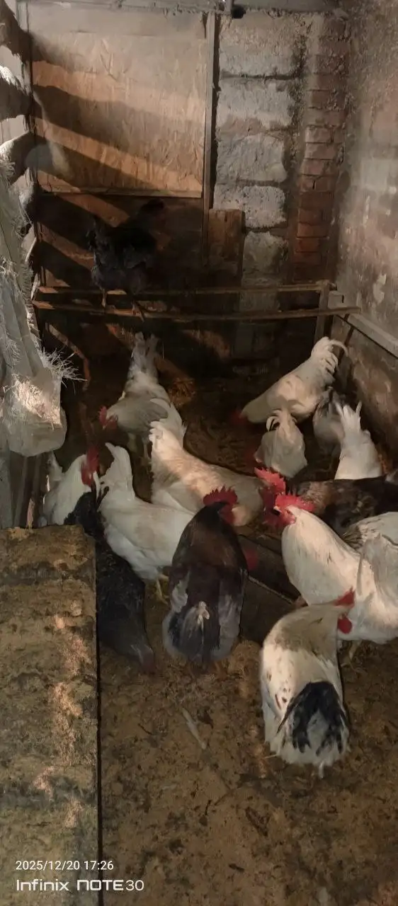 Продажа сельскохозяйственной продукции в Емельяново и Красноярске - Продукты питания (Барахолка) в Красноярск