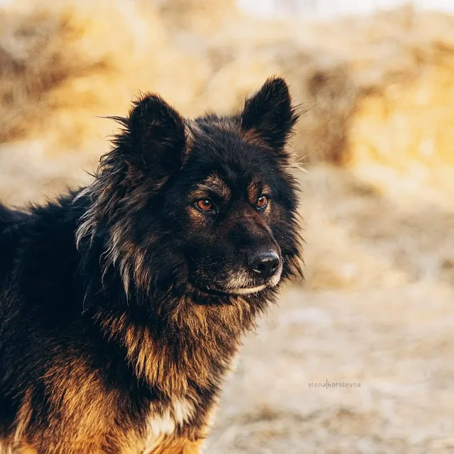 Ищет дом пёс Блэк - Собаки в Красноярск
