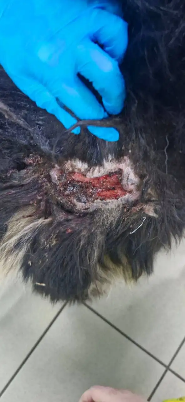 Ищет дом пёс Блэк - Собаки (Животные) в Красноярск