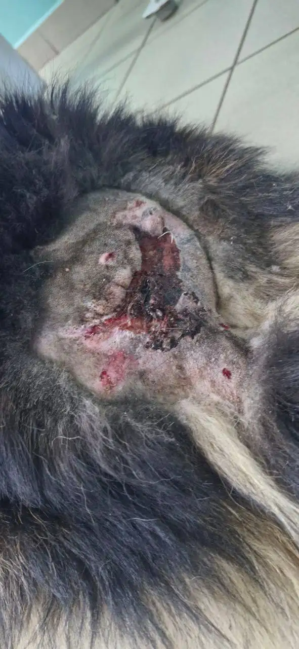 Ищет дом пёс Блэк - Собаки (Животные) в Красноярск