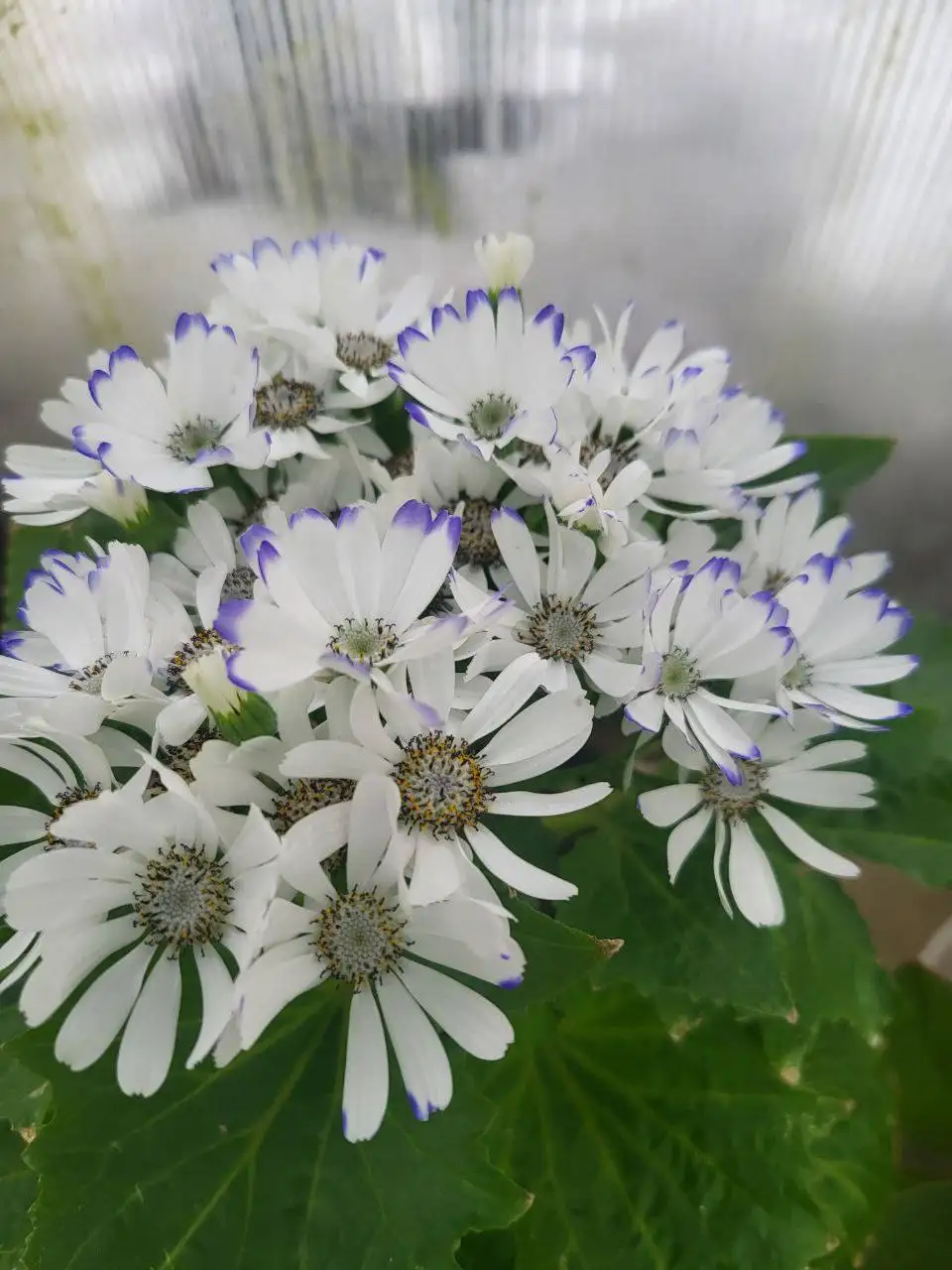 Продажа цинерарии с доставкой по Красноярску - Растения (Хобби и отдых) в Красноярск