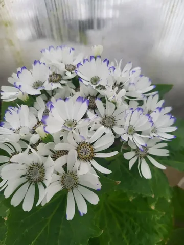 Продажа цинерарии с доставкой по Красноярску - частное объявление в Красноярск