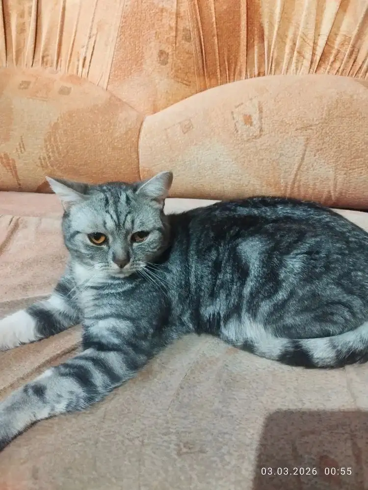 Британский кот Сэм в добрые руки - Кошки (Животные) в Красноярск