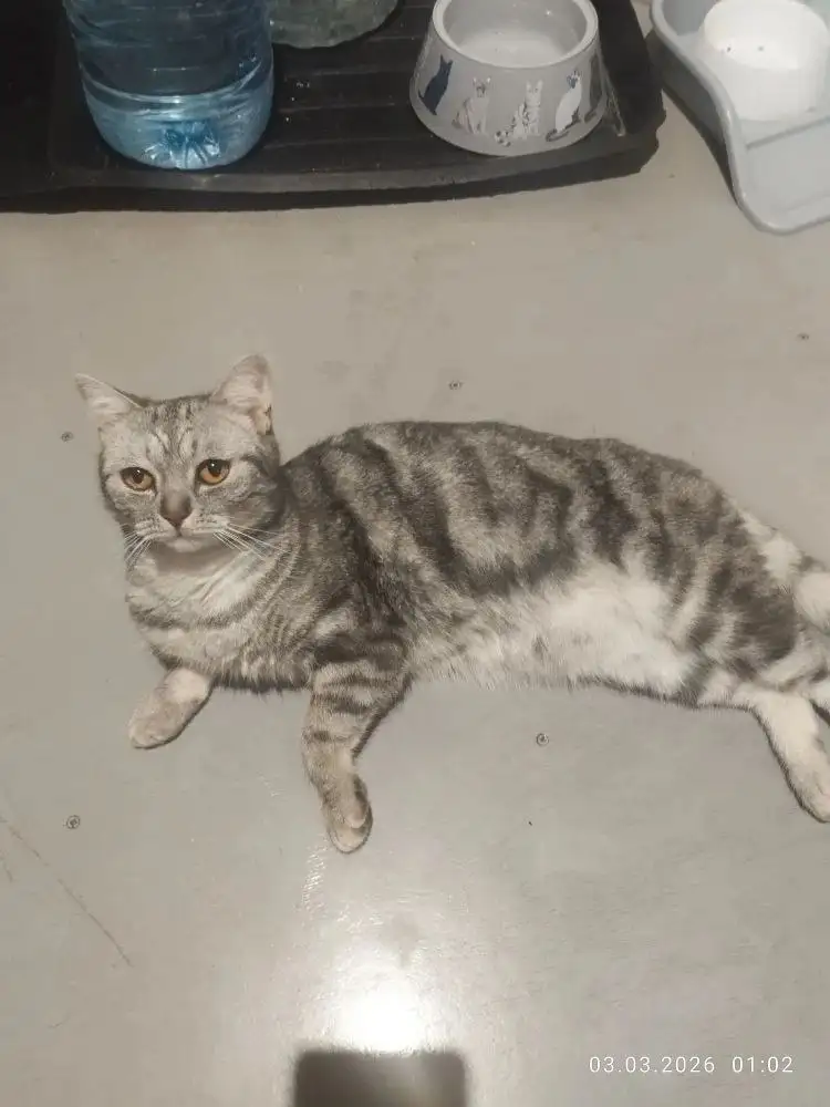 Британский кот Сэм в добрые руки - Кошки (Животные) в Красноярск