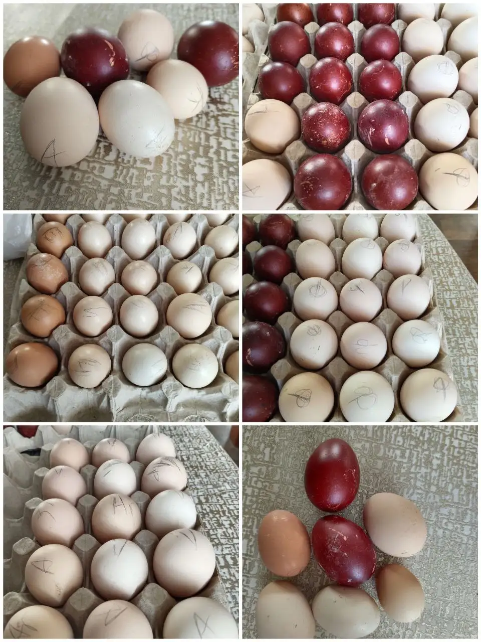 Продажа цыплят, яиц и семей кур породных в Красноярске - Птицы (Животные) в Красноярск