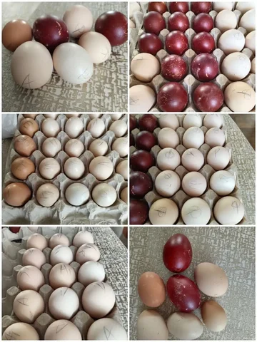 Продажа цыплят, яиц и семей кур породных в Красноярске - Птицеводство в Красноярск