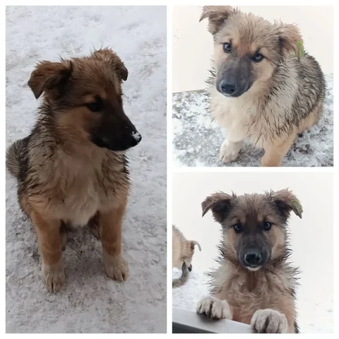 Продажа щенка немецкой овчарки - Птица в Емельяново