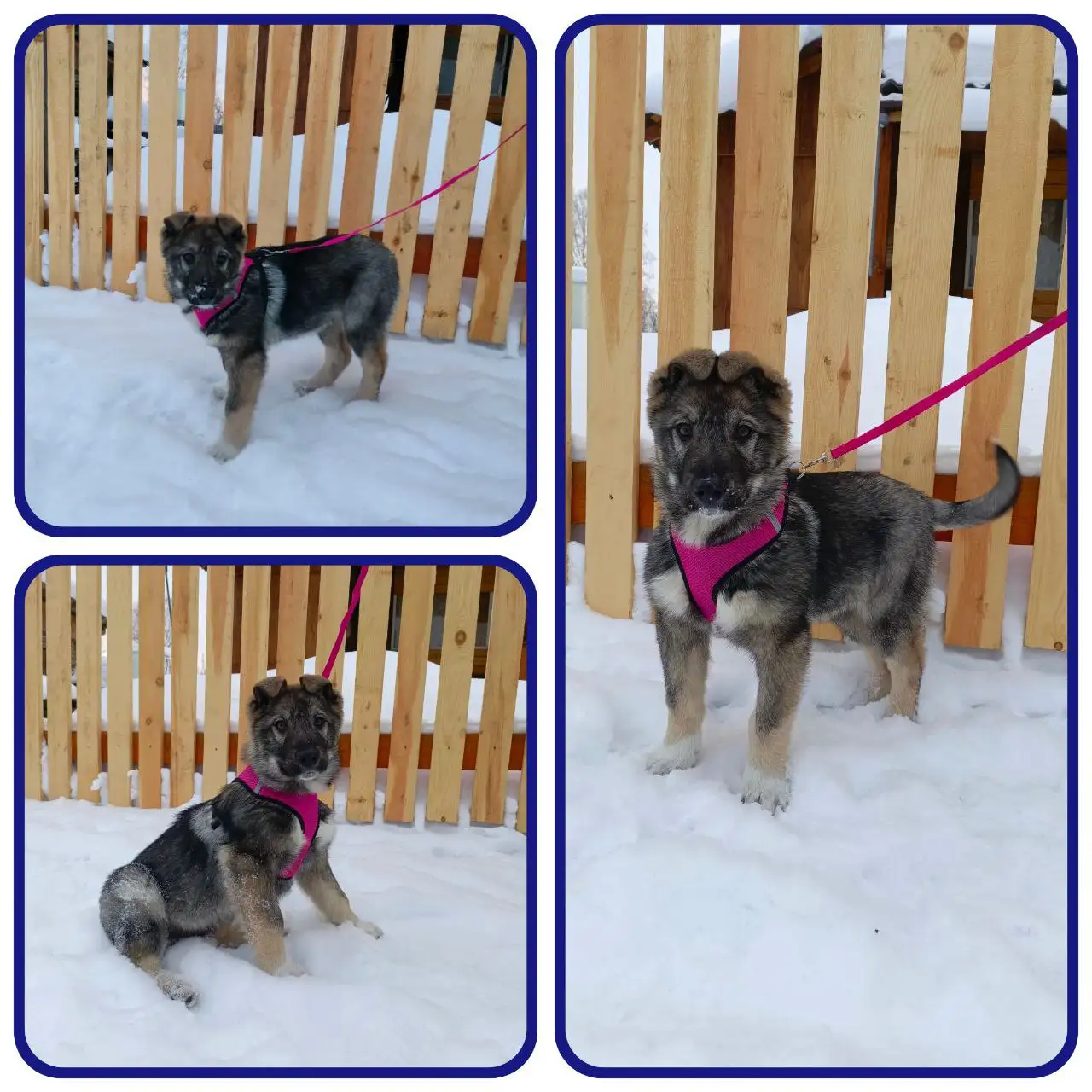 Щенок Стёпка ищет дом - Собаки (Животные) в Красноярск