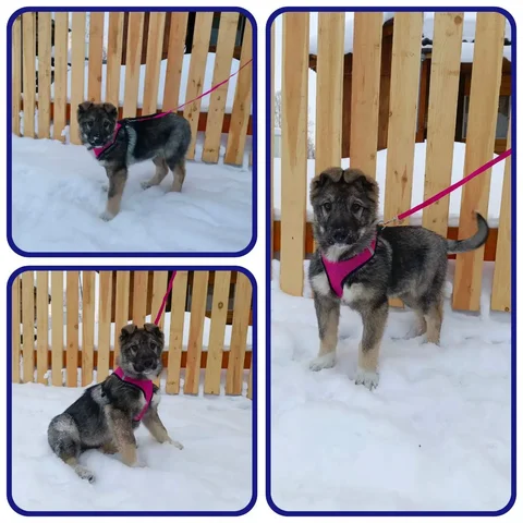 Щенок Стёпка ищет дом - Птицеводство в Красноярск