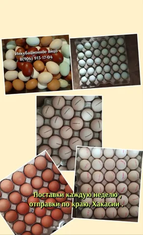 Поставки инкубационного яйца - Птицеводство в Красноярск