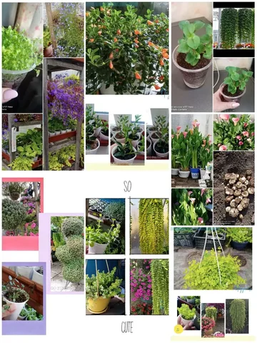 Красота для дома и сада - Сад в Емельяново