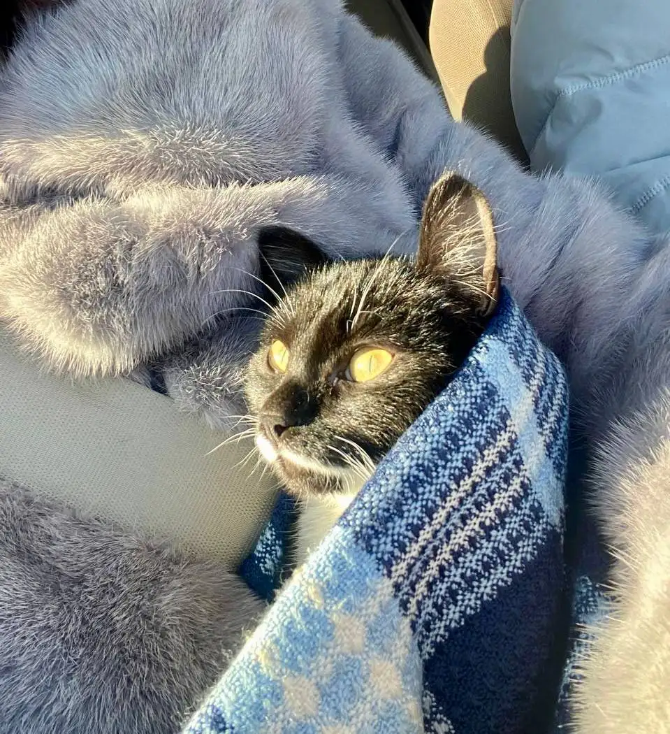 Милая, ласковая девочка ищет родителей - Кошки (Животные) в Красноярск