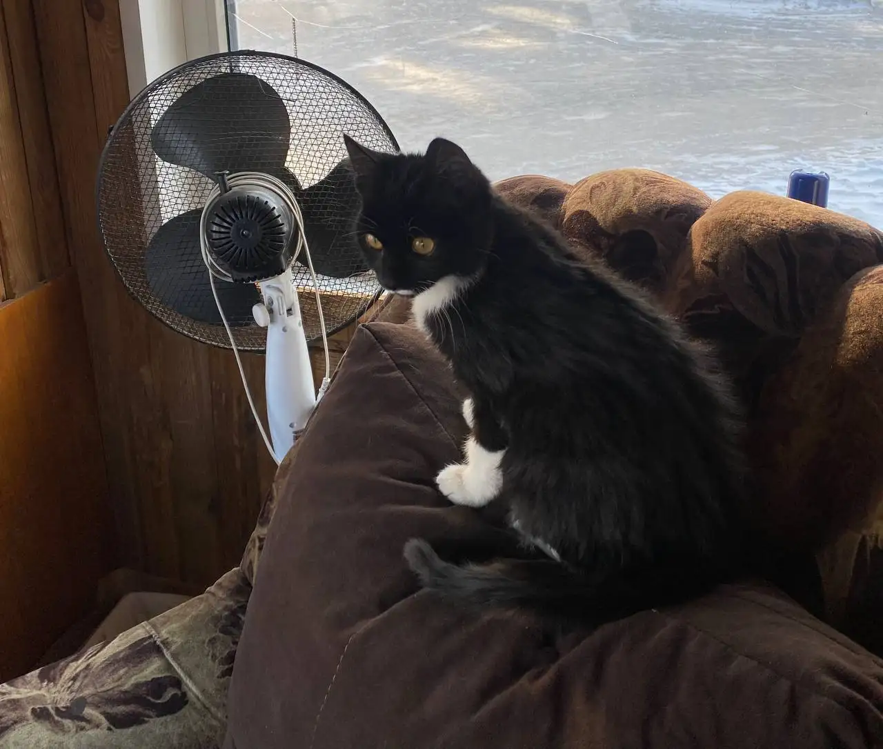 Милая, ласковая девочка ищет родителей - Кошки (Животные) в Красноярск