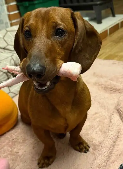 Такса Рич 1 год 3 месяца отдают в ответственные руки - Собаки (Животные) в Красноярск