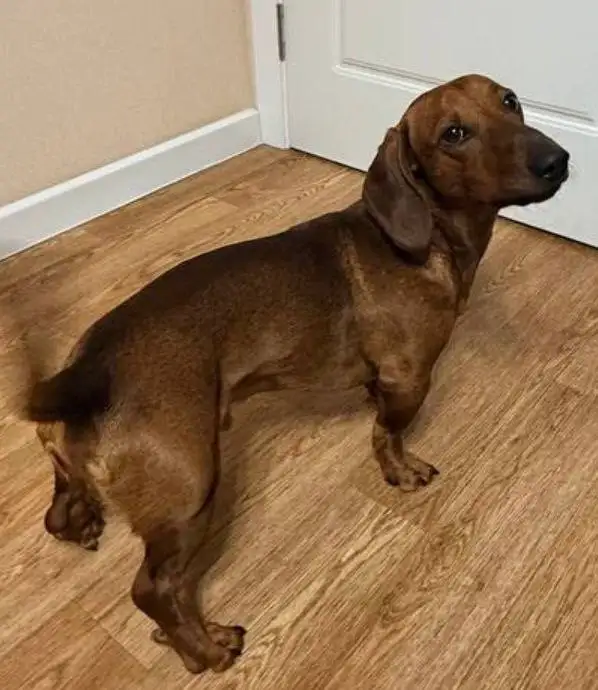 Такса Рич 1 год 3 месяца отдают в ответственные руки - Собаки (Животные) в Красноярск