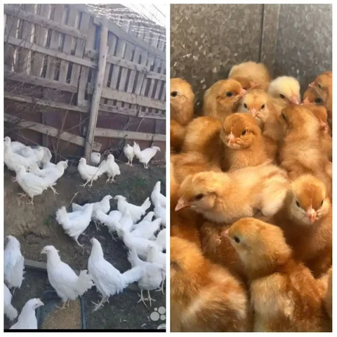 Продажа цыплят, петушков и инкубационного яйца птицы - Птица в Красноярск