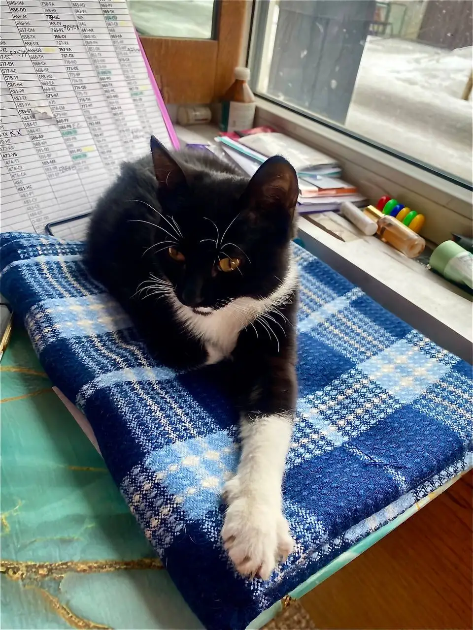 Милая ласковая девочка ищет родителей - Кошки (Животные) в Красноярск