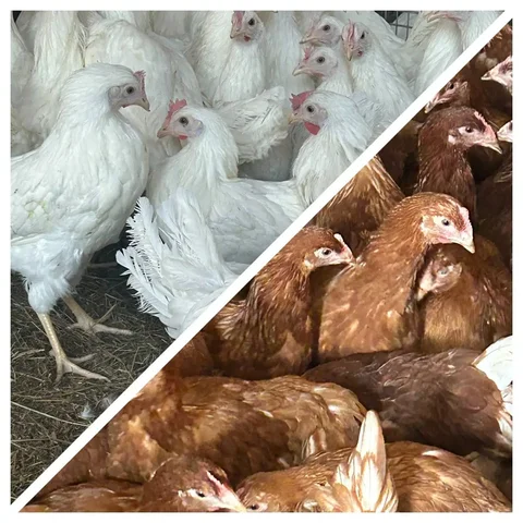 Продажа кур молодок Декалб и Ломан Браун - Птица в Красноярск