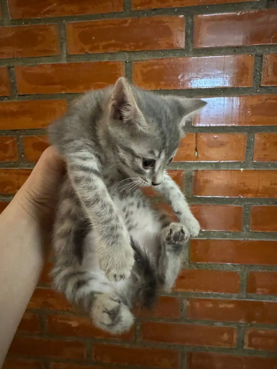 Котенок ищет дом - Кошки (Животные) в Емельяново