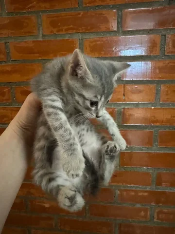 Котенок ищет дом - Птица в Емельяново