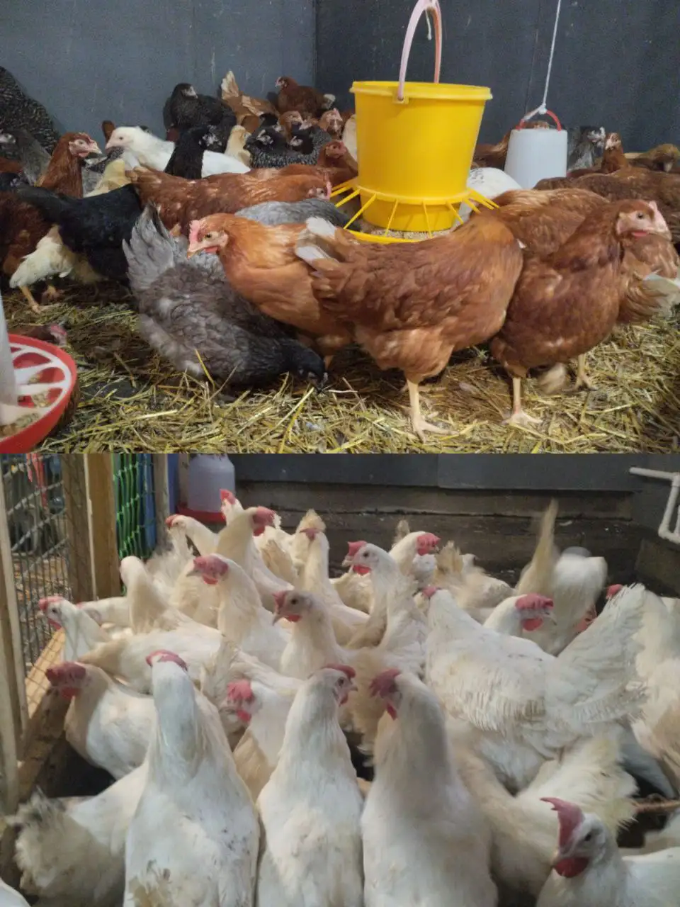 Продажа кур молодок 4,5-5 месяцев - Птица (Животные) в Емельяново