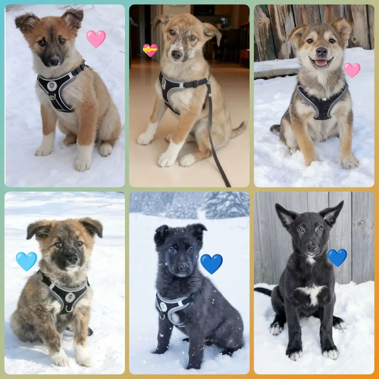 Щенки ищут дом - Собаки (Животные) в Емельяново