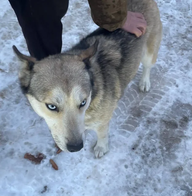 Потерянная собака на лесопилке в Емельяново - частное объявление в Емельяново