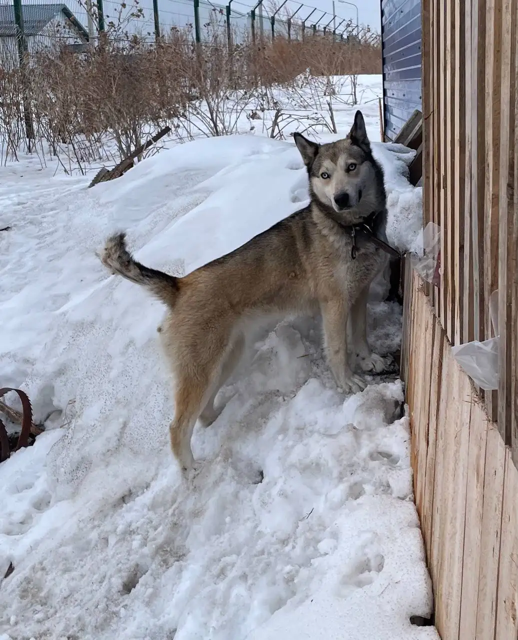 Потерянная собака на лесопилке в Емельяново - Собаки (Животные) в Емельяново
