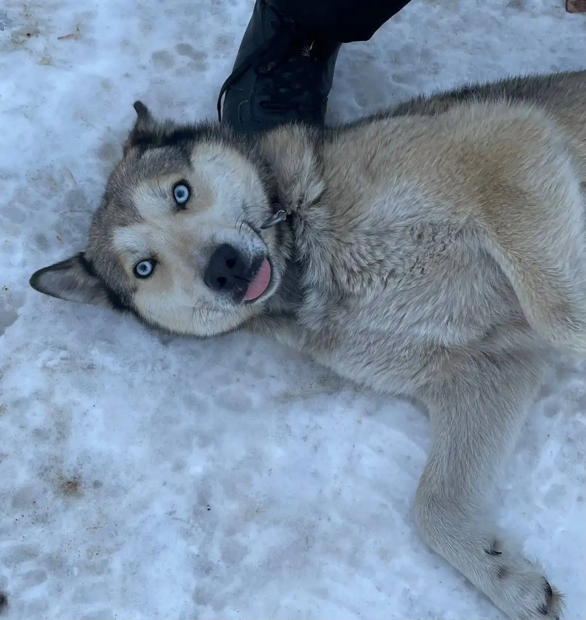 Потерянная собака на лесопилке в Емельяново - Собаки (Животные) в Емельяново