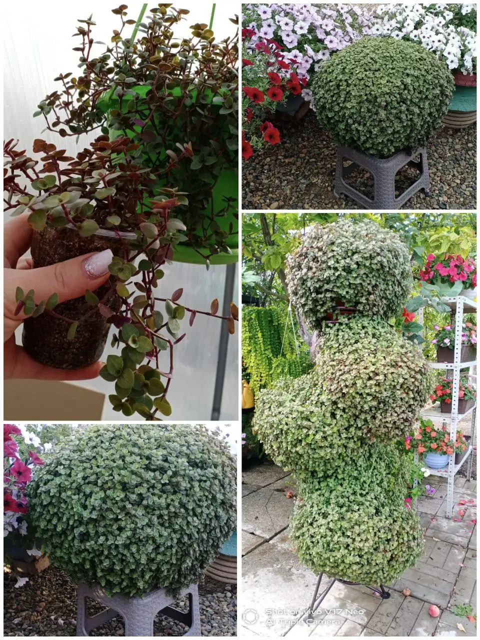 Красота для дома и сада - Для дома и дачи в Березовка