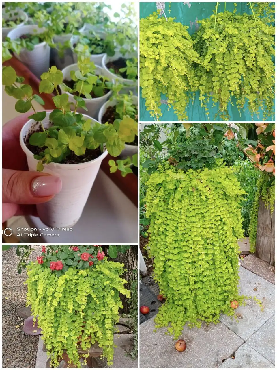 Красота для дома и сада - Для дома и дачи в Березовка