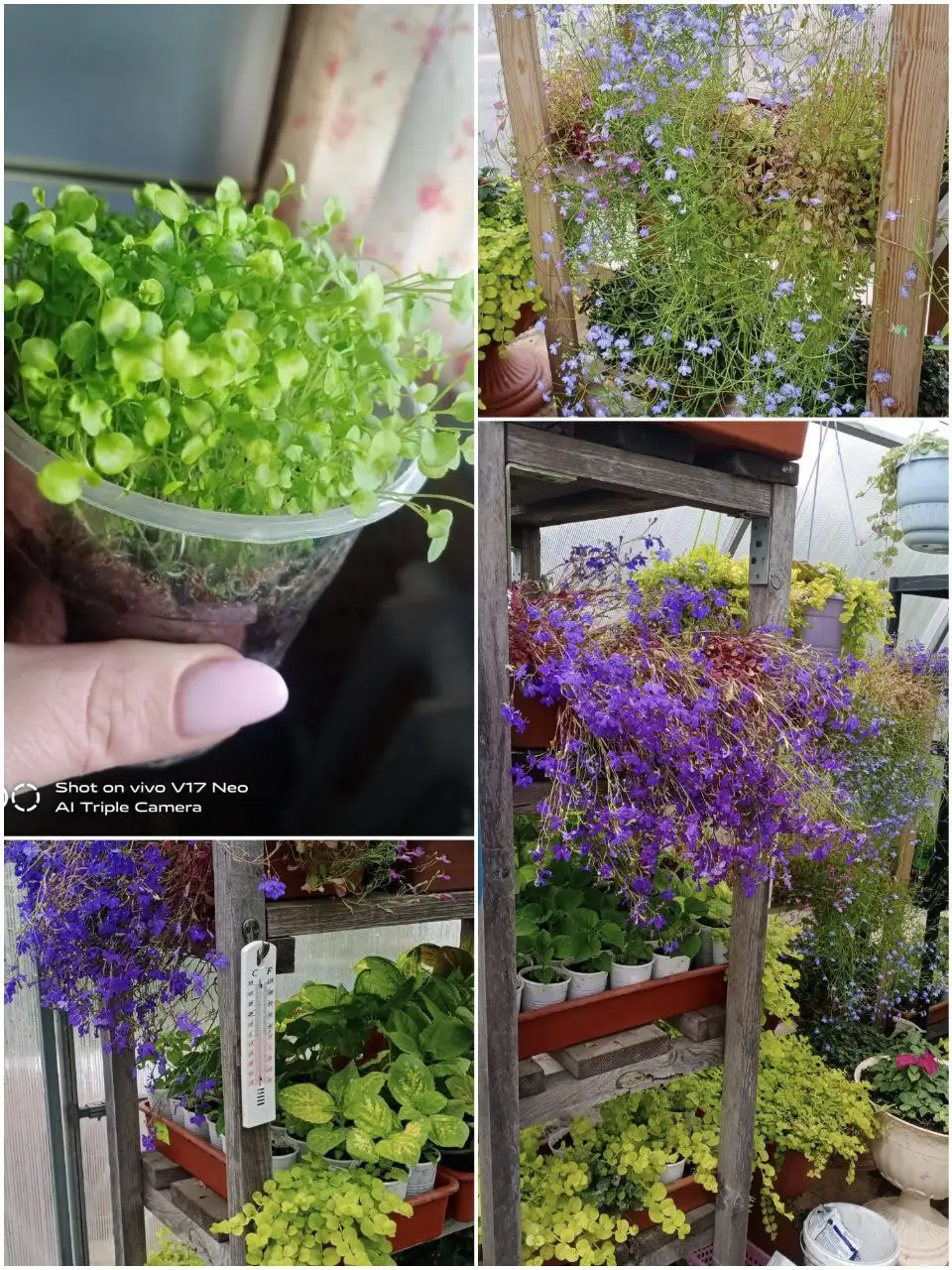 Красота для дома и сада - Для дома и дачи в Березовка