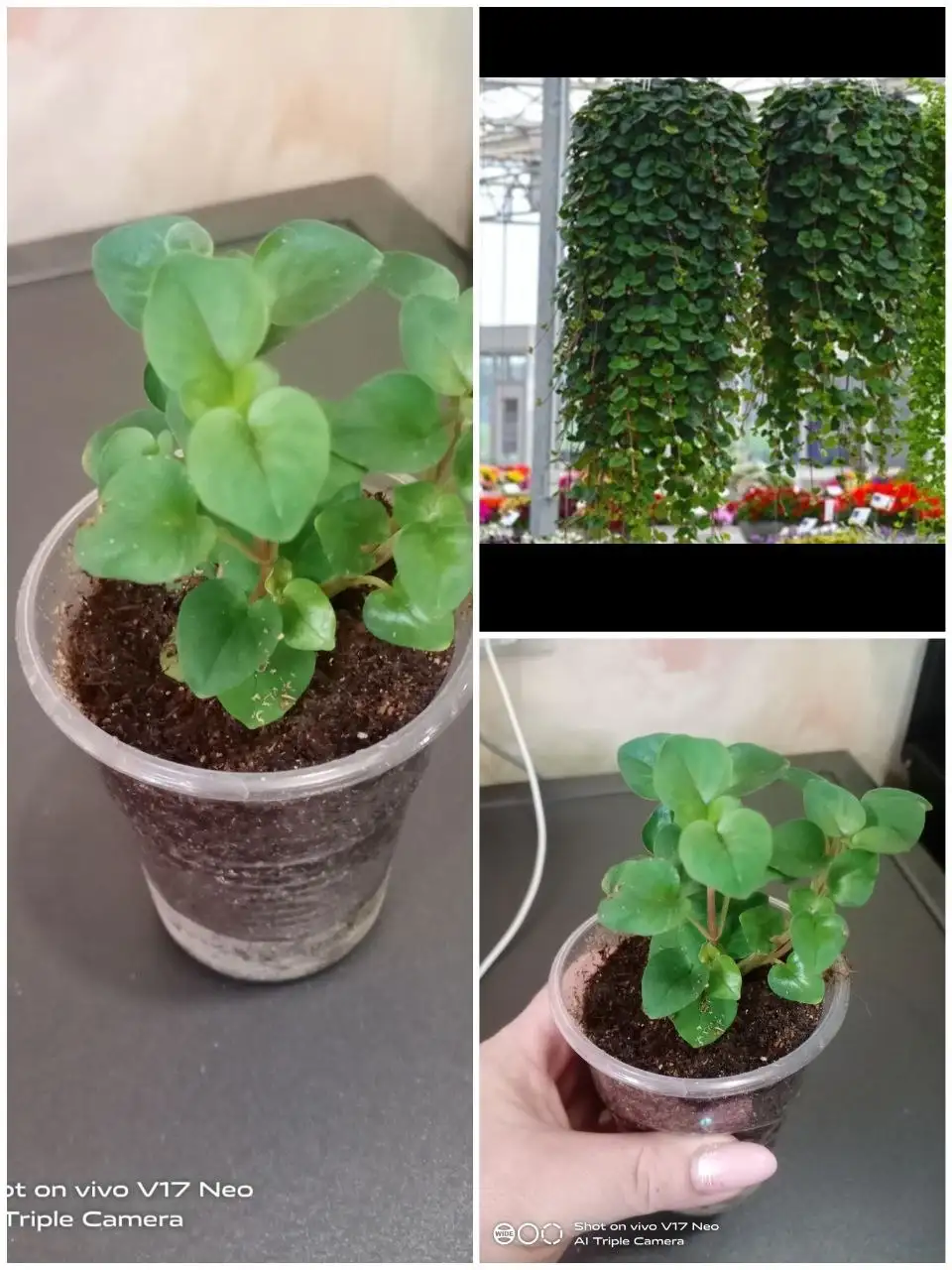 Красота для дома и сада - Для дома и дачи в Березовка