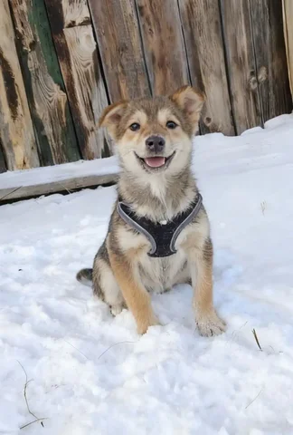 Щенок для пристройства - Кошки в Красноярск