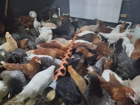 Продажа молодых кур 4-4,5 месяцев - Птицы в Емельяново
