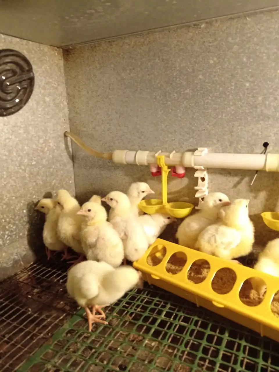 Продажа цыплят породы Турция - Птица (Животные) в Красноярск