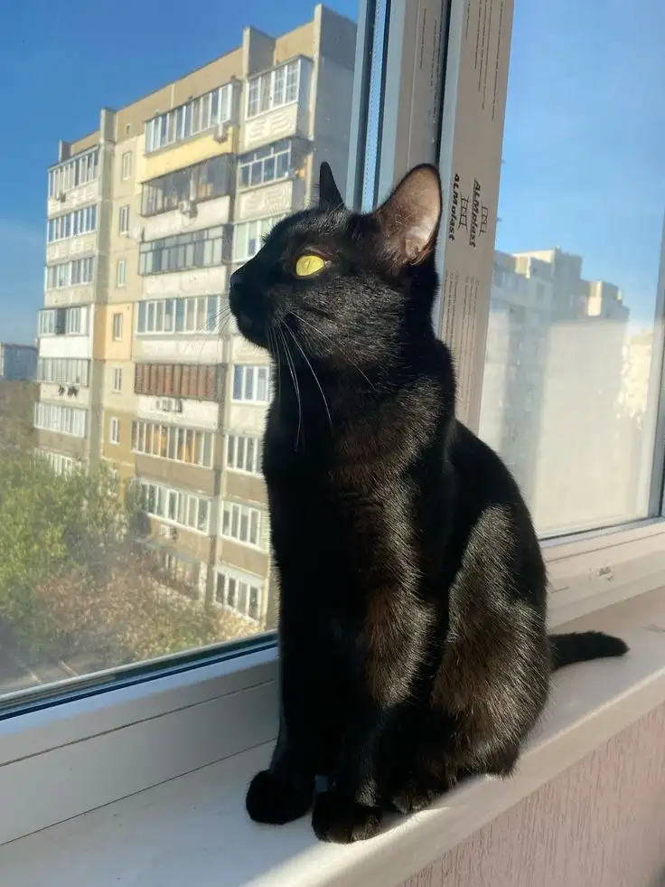 Кот 10 месяцев в добрые руки - Кошки (Животные) в Красноярск