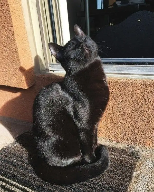 Кот 10 месяцев в добрые руки - Кошки (Животные) в Красноярск