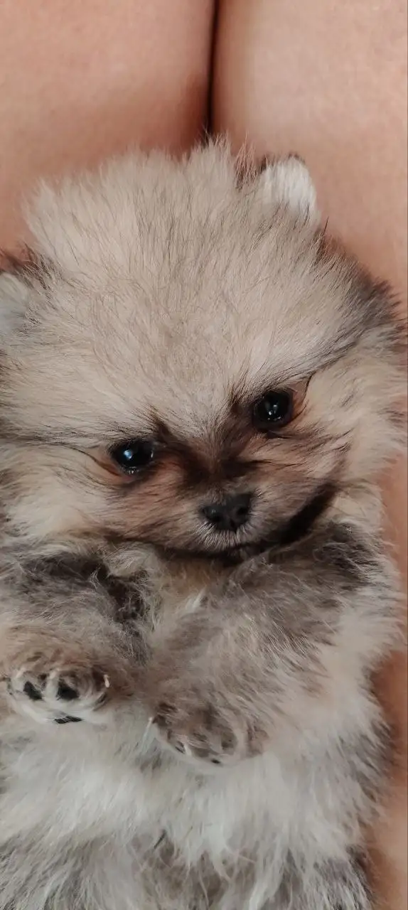 Продажа щенка померанского шпица - Собаки (Животные) в Красноярск