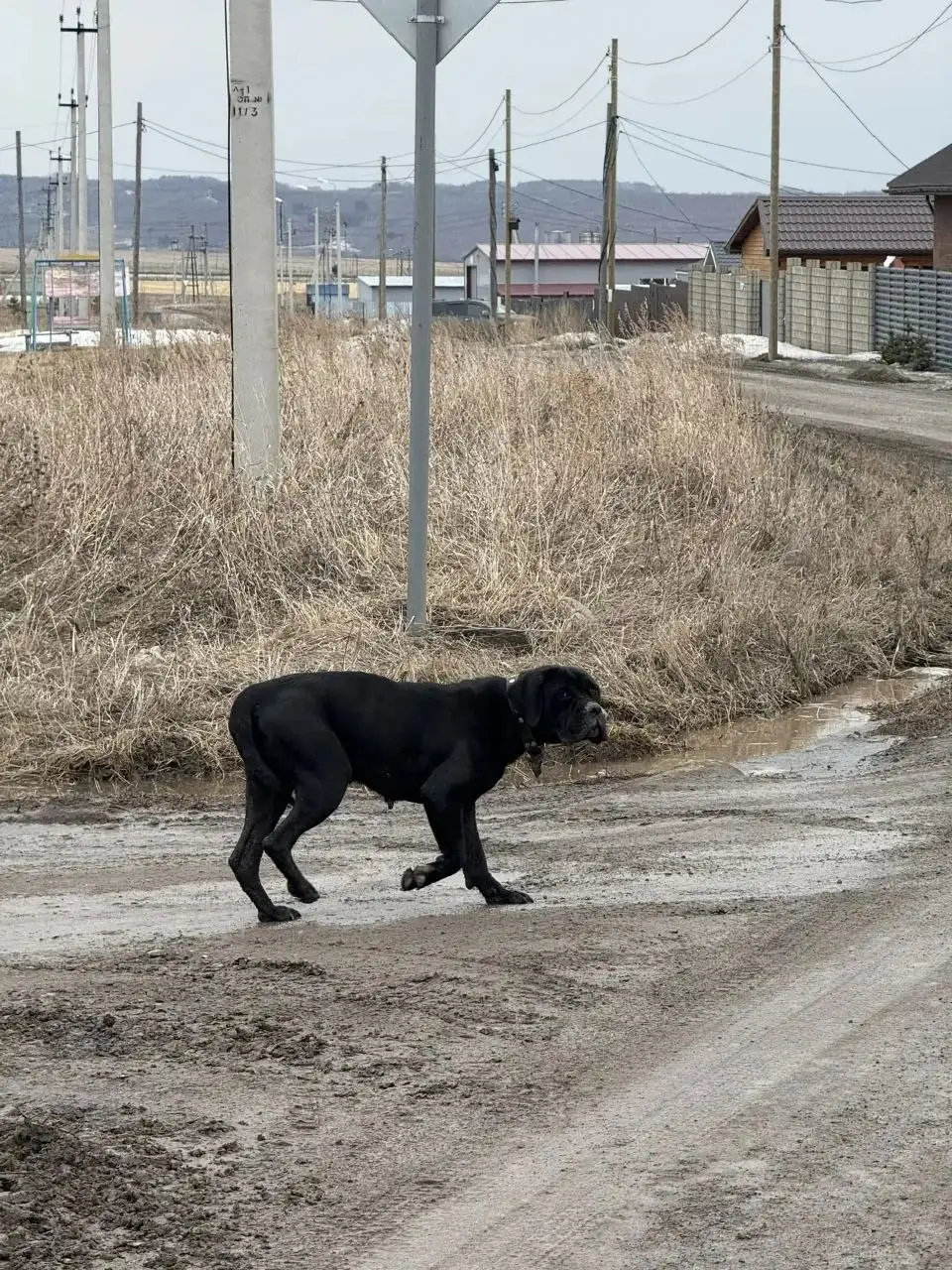 Найдена собака в районе Емельяново - Собаки (Животные) в Емельяново