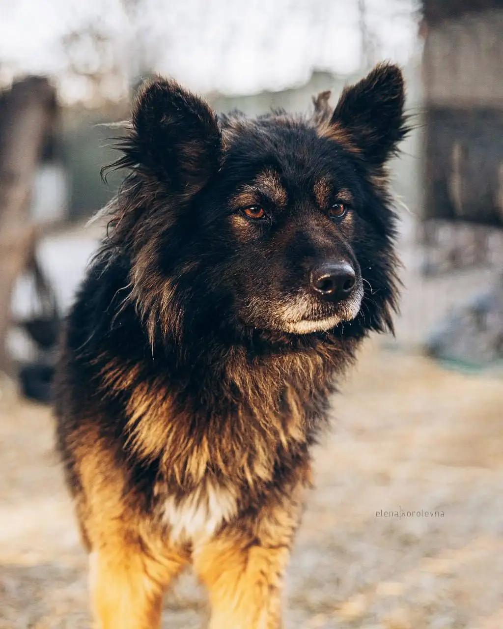 Поиск дома для собаки Блэка - Собаки (Животные) в Красноярск