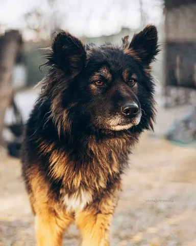 Поиск дома для собаки Блэка - Животные в Красноярск