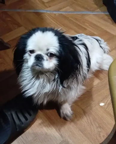 Пропала собака породы пекинес в деревне Малый Кемчуг - Потерянные животные в Емельяново