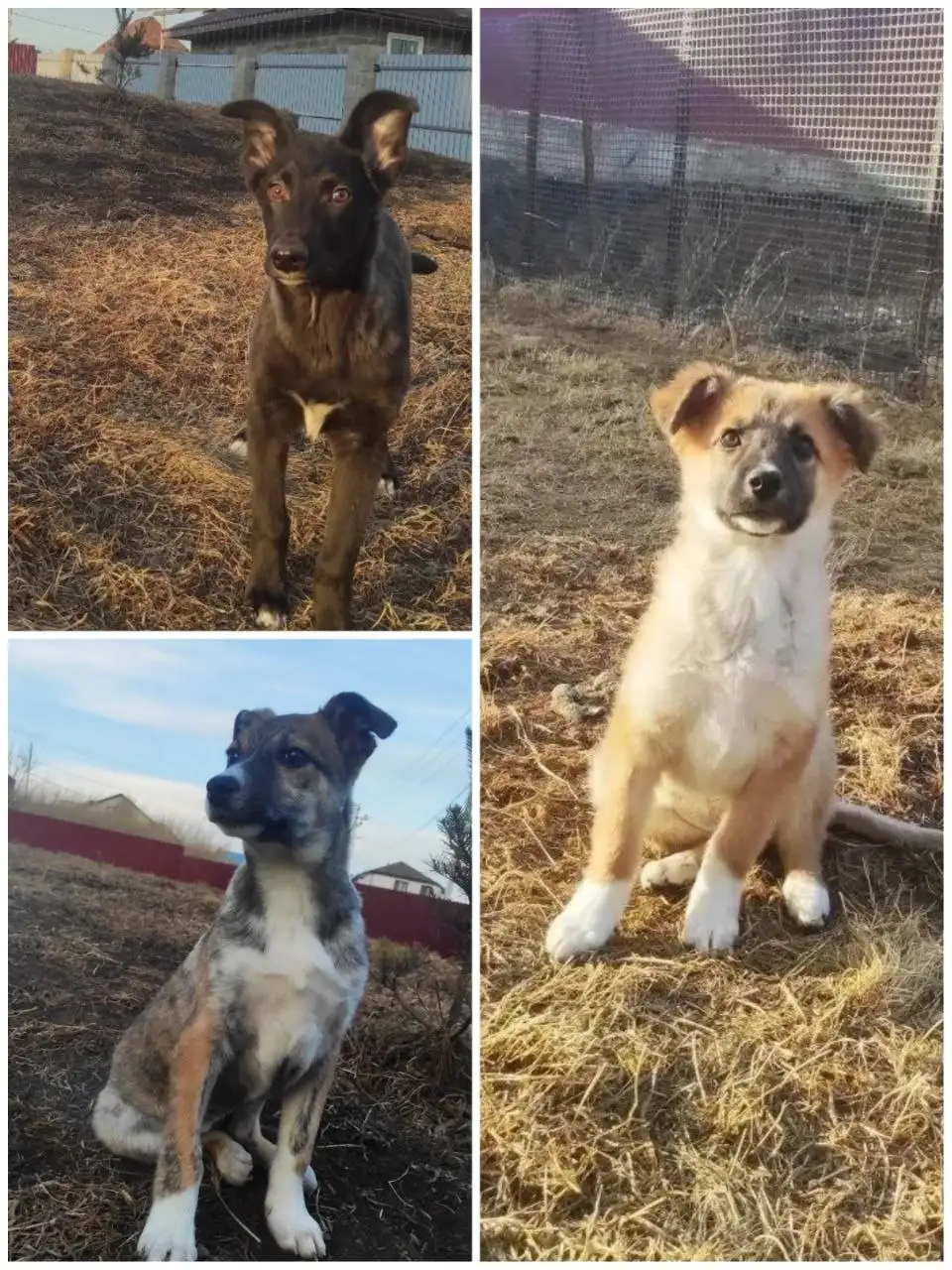 Щенки ищут дом - Собаки (Животные) в Емельяново