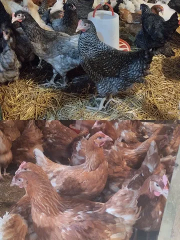 Продажа кур молодок Ломан Браун и Доминанты - частное объявление в Красноярск