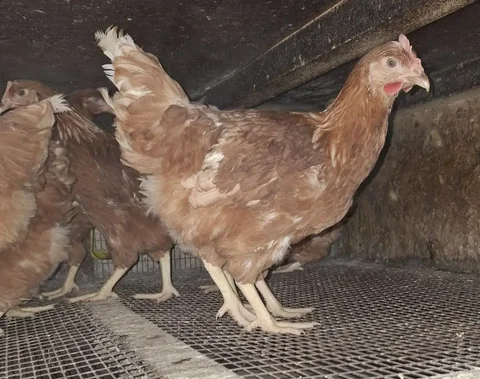 Курочки молодки Ломан Браун 4.5 месяца - Птицы в Емельяново