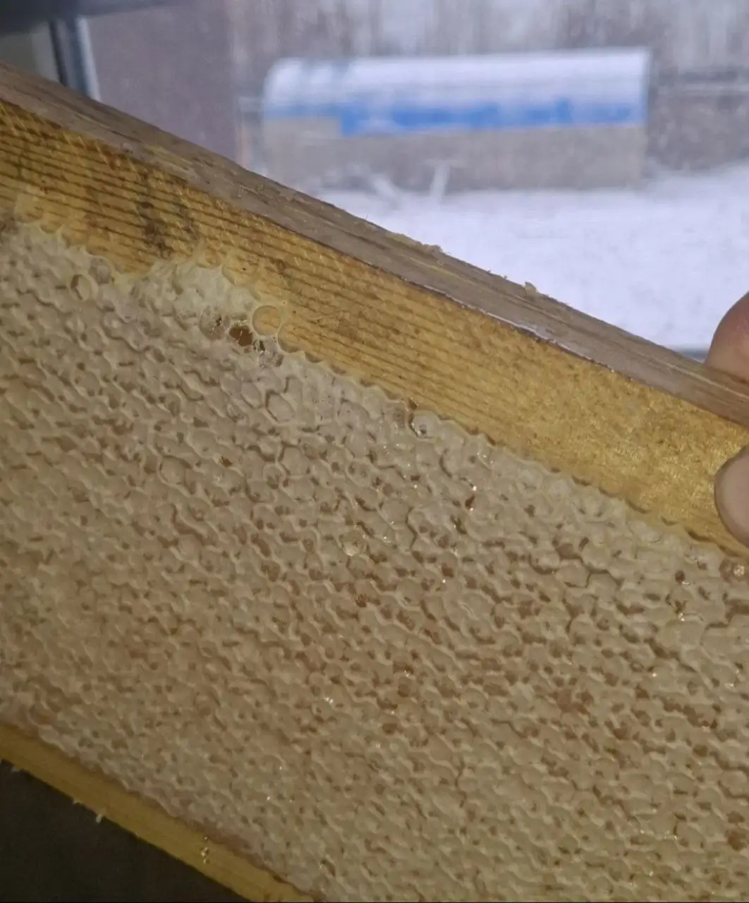 Медовые соты рамка - Продукты питания (Барахолка) в Красноярск