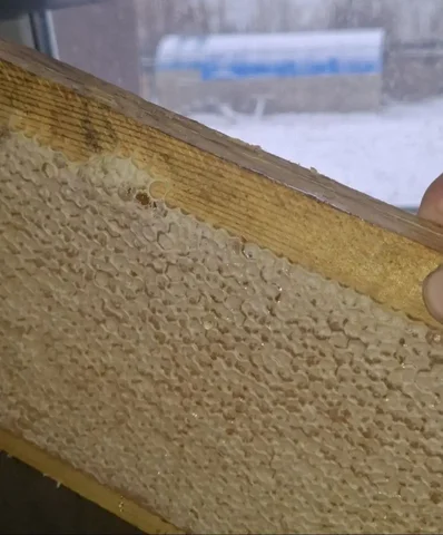 Медовые соты рамка - Барахолка в Красноярск