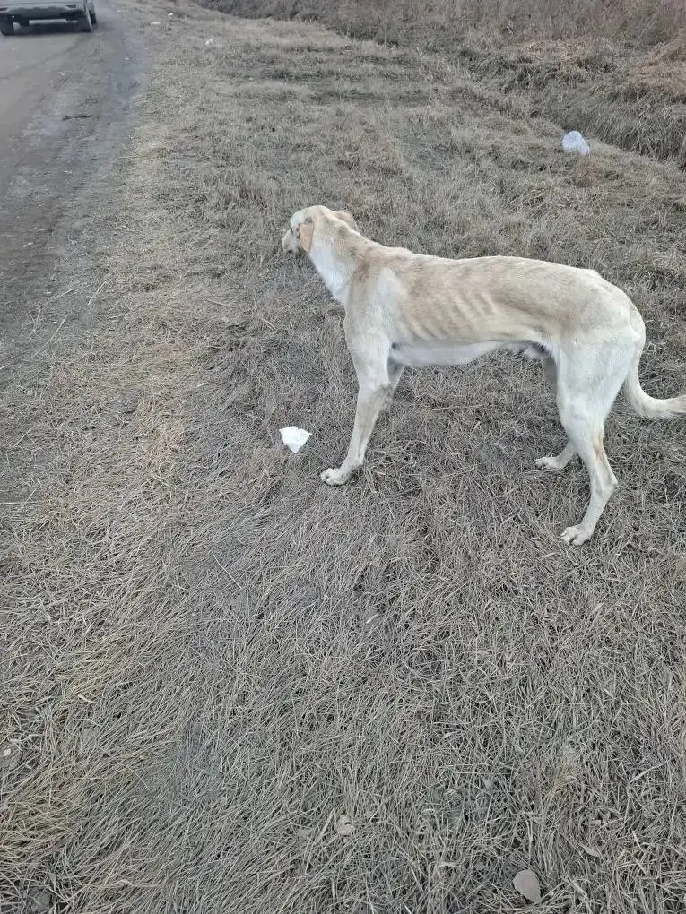 Потерянная русская борзая около ипподрома - Собаки (Животные) в Емельяново