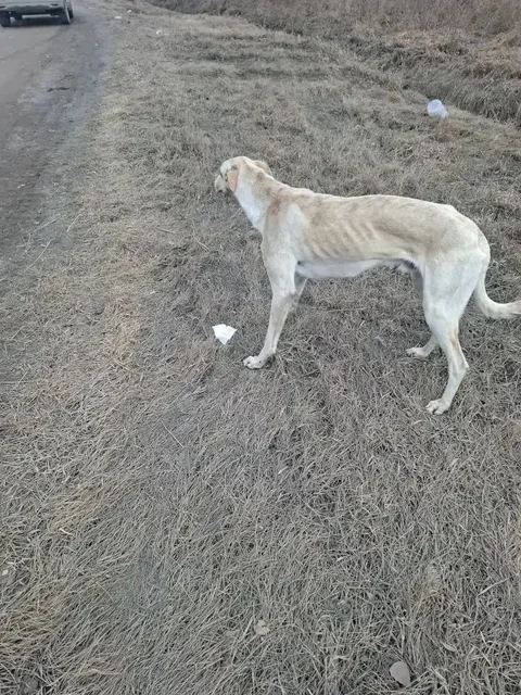 Потерянная русская борзая около ипподрома - Животные в Емельяново
